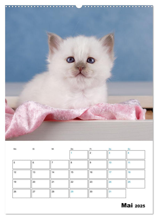 Heilige Birma Kitten - süße kleine Flauschbällchen (CALVENDO Wandkalender 2025)