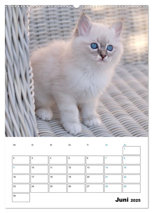 Heilige Birma Kitten - süße kleine Flauschbällchen (CALVENDO Wandkalender 2025)