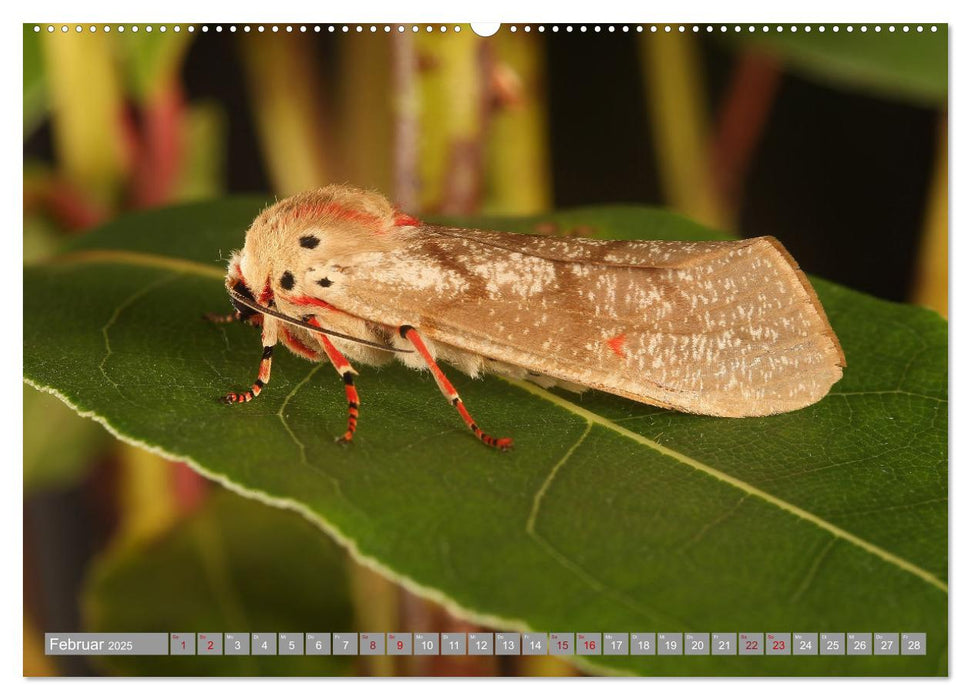 SCHMETTERLINGE DER NACHT (CALVENDO Premium Wandkalender 2025)