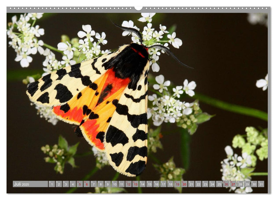 SCHMETTERLINGE DER NACHT (CALVENDO Premium Wandkalender 2025)