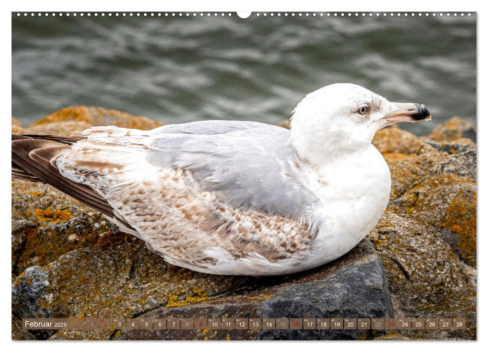 INSELLIEBE NORDERNEY (CALVENDO Premium Wandkalender 2025)