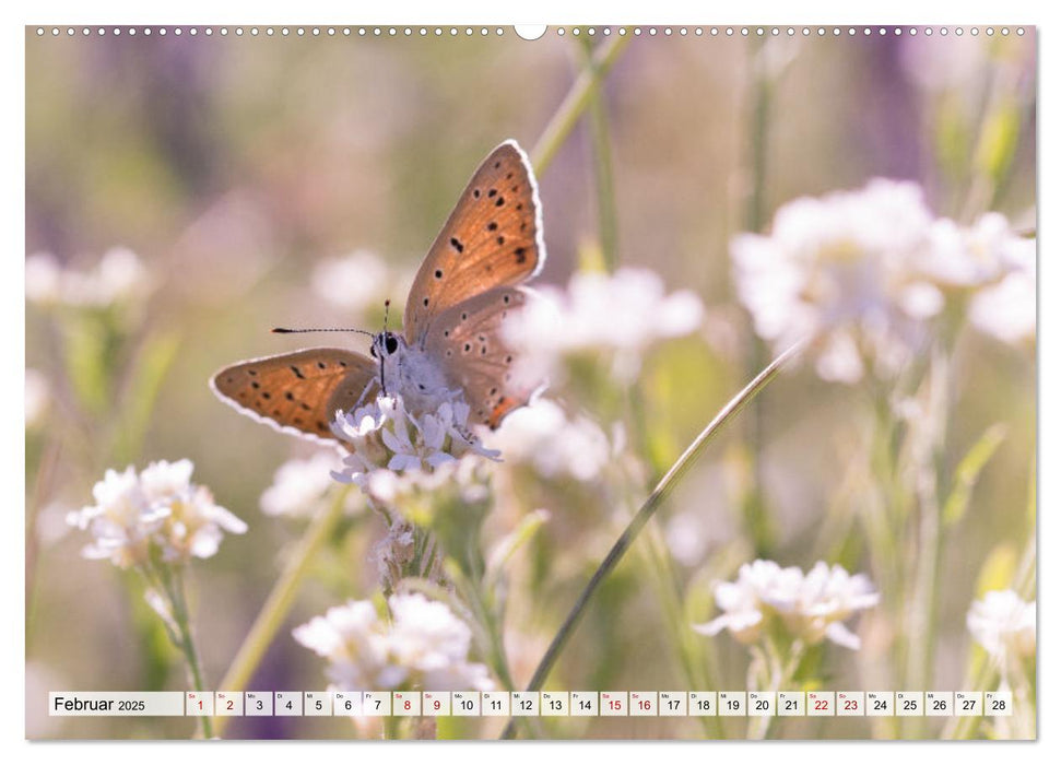 Schmetterlinge. Schimmernde Zauberwesen (CALVENDO Premium Wandkalender 2025)