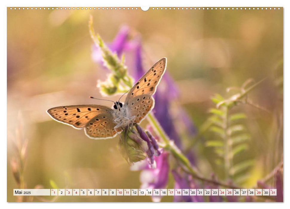 Schmetterlinge. Schimmernde Zauberwesen (CALVENDO Premium Wandkalender 2025)