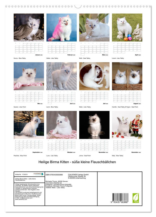 Heilige Birma Kitten - süße kleine Flauschbällchen (CALVENDO Premium Wandkalender 2025)