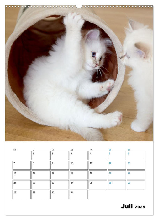 Heilige Birma Kitten - süße kleine Flauschbällchen (CALVENDO Premium Wandkalender 2025)