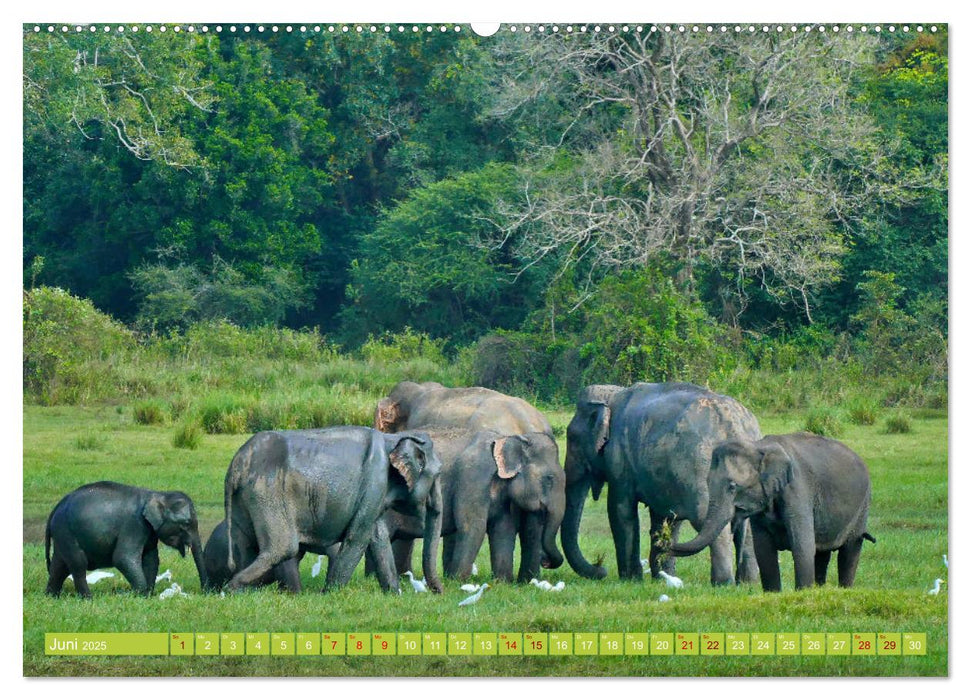 Sri Lanka, Grüne Berge - unberührte Natur (CALVENDO Premium Wandkalender 2025)