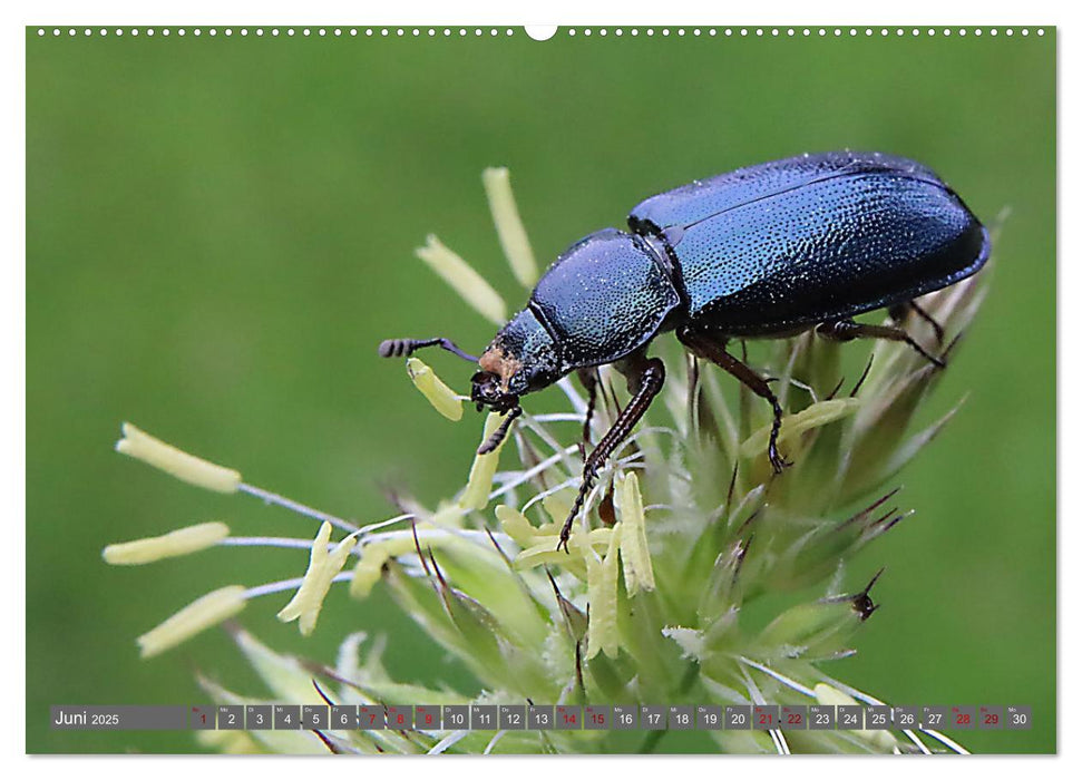 ABENTEUER KÄFER (CALVENDO Premium Wandkalender 2025)