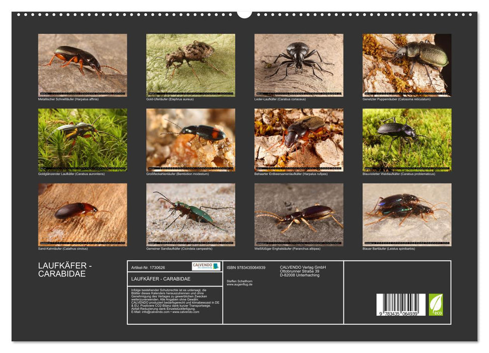 LAUFKÄFER - CARABIDAE (CALVENDO Premium Wandkalender 2025)