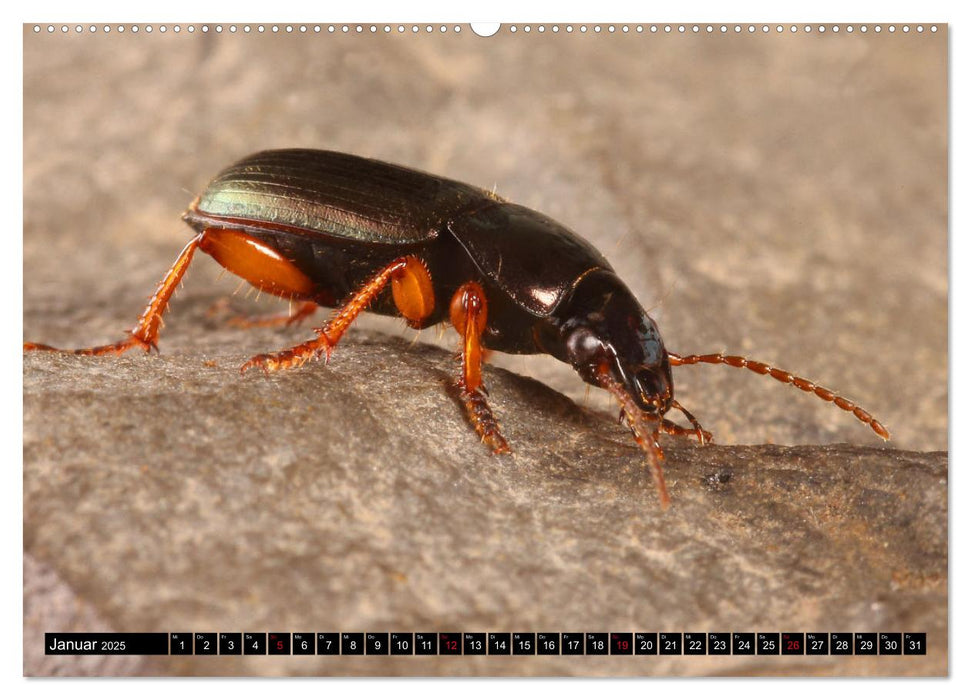 LAUFKÄFER - CARABIDAE (CALVENDO Premium Wandkalender 2025)