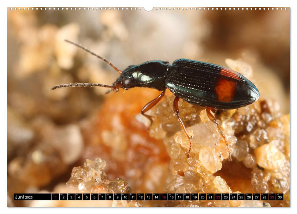 LAUFKÄFER - CARABIDAE (CALVENDO Premium Wandkalender 2025)