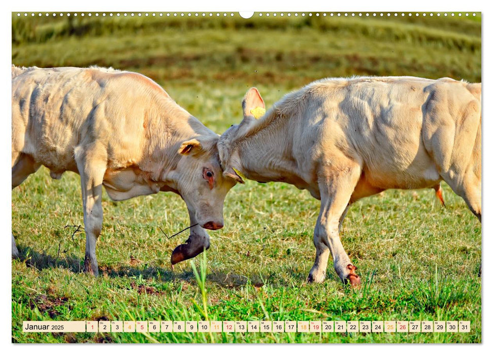 Tierkampf - Rivalen vertreiben (CALVENDO Premium Wandkalender 2025)