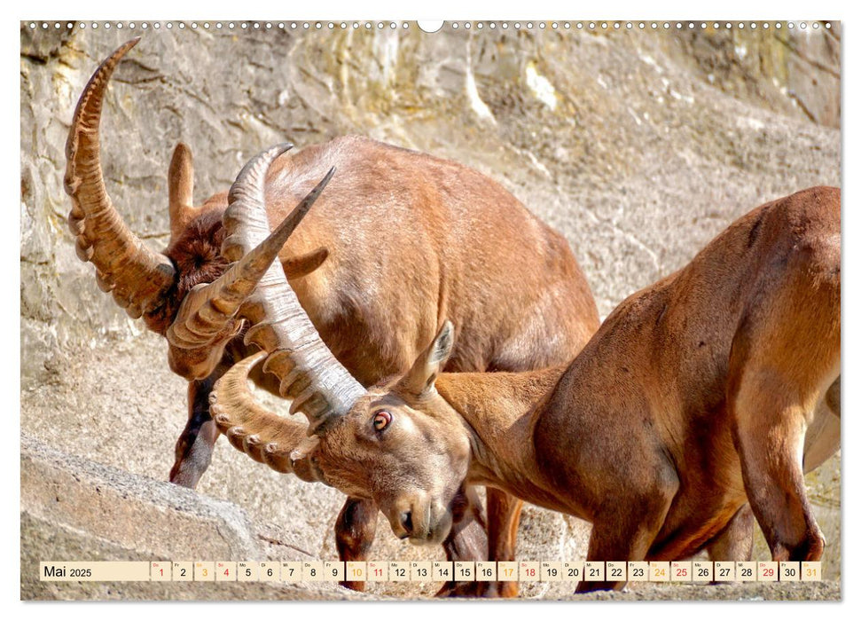 Tierkampf - Rivalen vertreiben (CALVENDO Premium Wandkalender 2025)