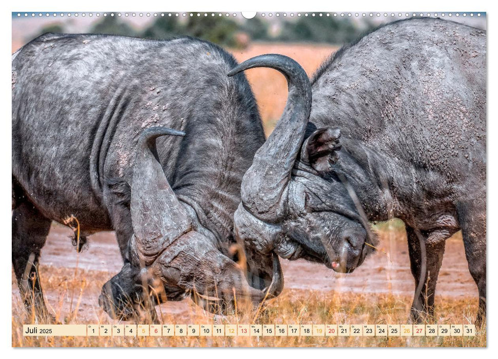 Tierkampf - Rivalen vertreiben (CALVENDO Premium Wandkalender 2025)