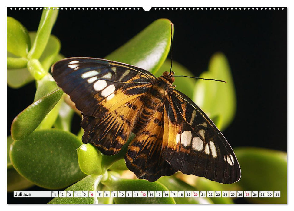 TANZ DER SCHMETTERLINGE (CALVENDO Premium Wandkalender 2025)