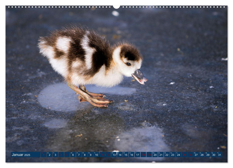 WILDTIERE AM SEE (CALVENDO Premium Wandkalender 2025)