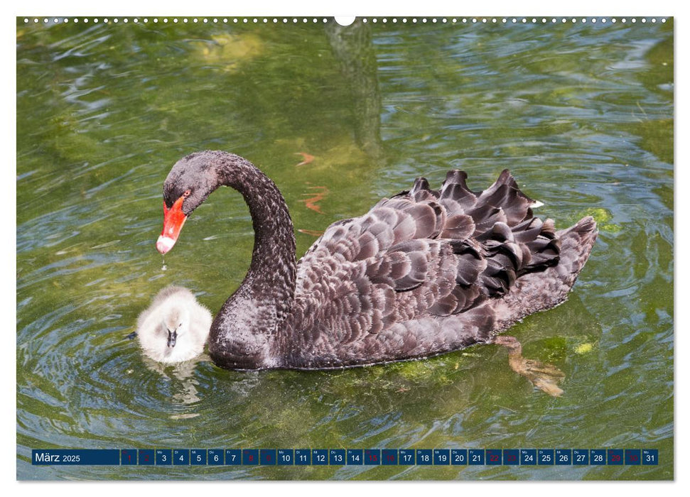 WILDTIERE AM SEE (CALVENDO Premium Wandkalender 2025)