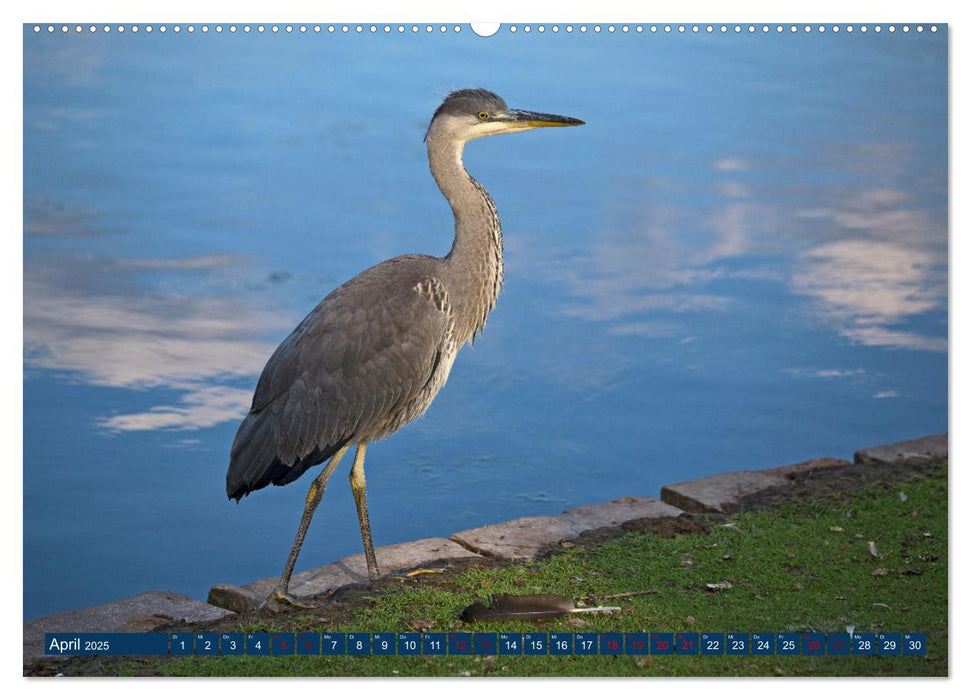 WILDTIERE AM SEE (CALVENDO Premium Wandkalender 2025)