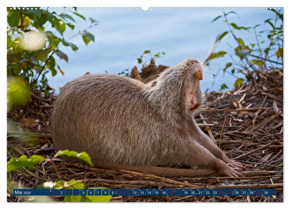 WILDTIERE AM SEE (CALVENDO Premium Wandkalender 2025)