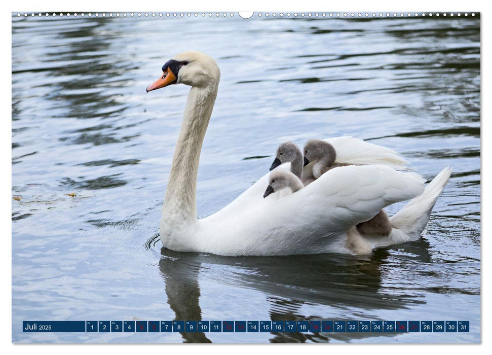 WILDTIERE AM SEE (CALVENDO Premium Wandkalender 2025)