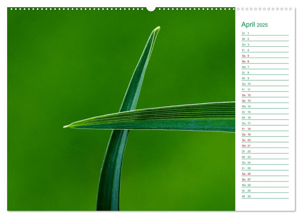 Grün Makrofotografien aus der grünen Welt der Pflanzen als Monatsplaner (CALVENDO Premium Wandkalender 2025)