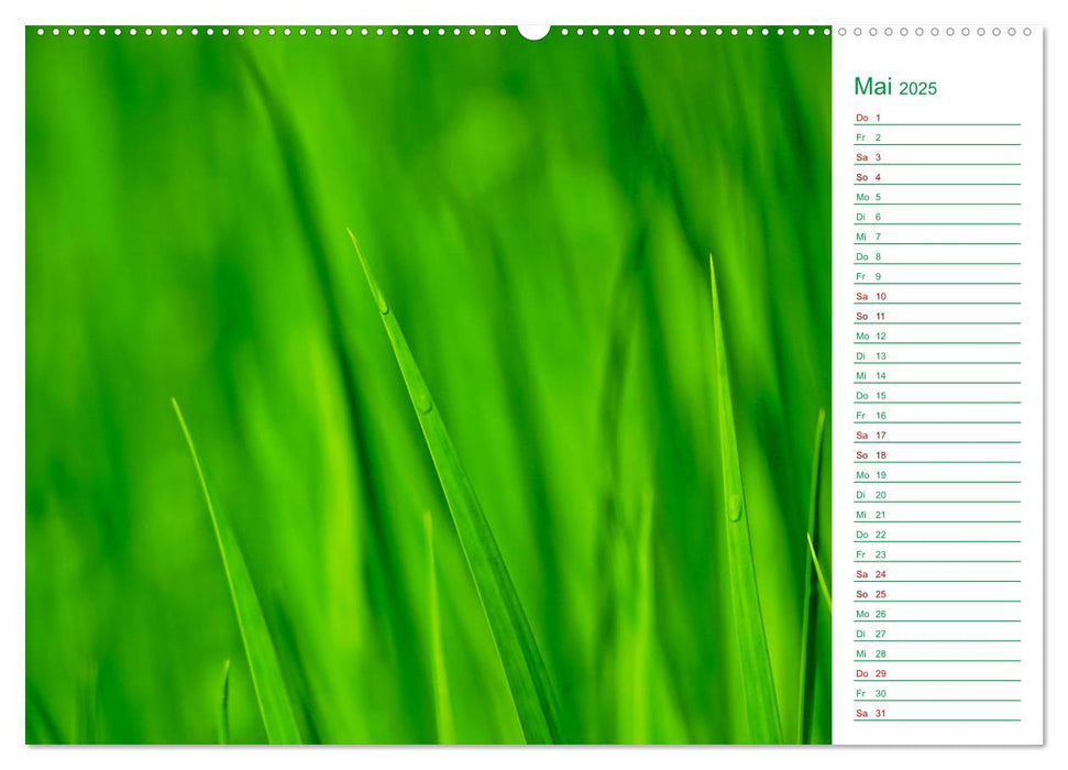 Grün Makrofotografien aus der grünen Welt der Pflanzen als Monatsplaner (CALVENDO Premium Wandkalender 2025)