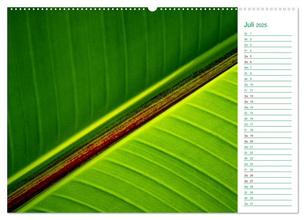 Grün Makrofotografien aus der grünen Welt der Pflanzen als Monatsplaner (CALVENDO Premium Wandkalender 2025)