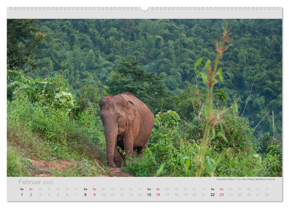 ELEFANTEN - Rüsselträger der Herzen (CALVENDO Wandkalender 2025)