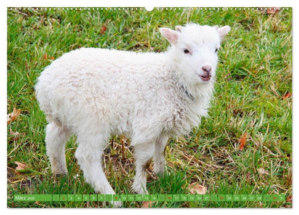 Glückliche Tiere (CALVENDO Premium Wandkalender 2025)