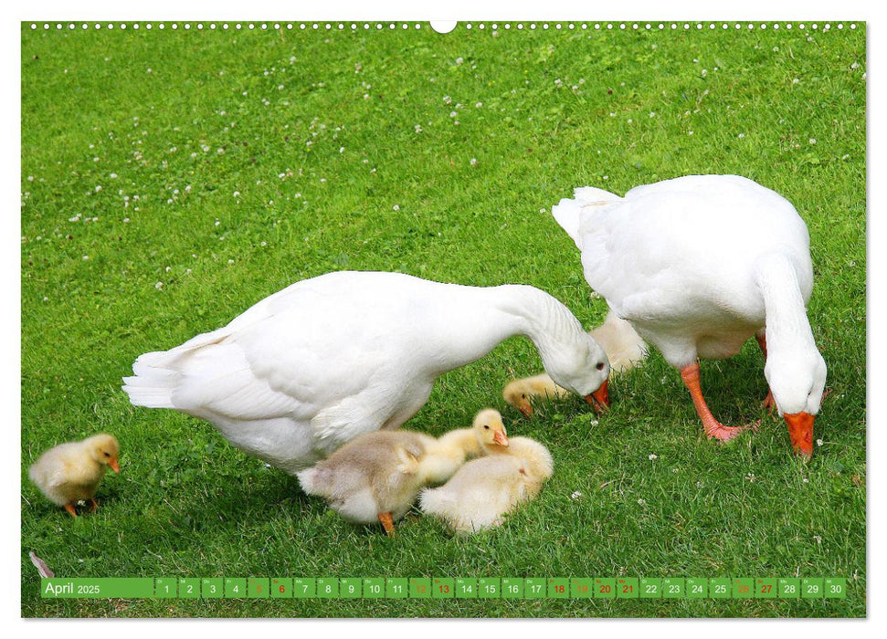 Glückliche Tiere (CALVENDO Premium Wandkalender 2025)