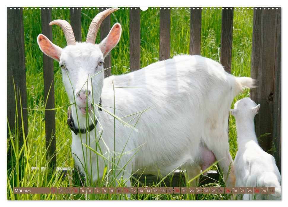 Glückliche Tiere (CALVENDO Premium Wandkalender 2025)