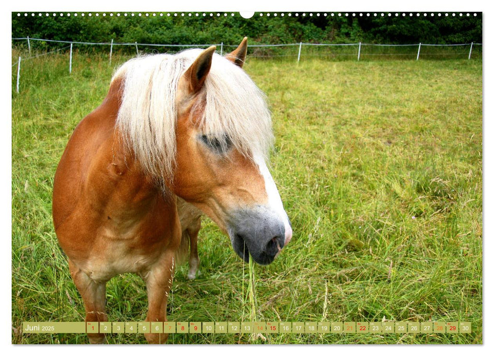 Glückliche Tiere (CALVENDO Premium Wandkalender 2025)