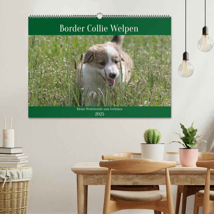 Border Collie Welpen - Kleine Wirbelwinde zum Verlieben (CALVENDO Wandkalender 2025)