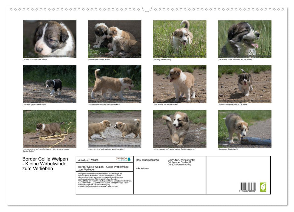 Border Collie Welpen - Kleine Wirbelwinde zum Verlieben (CALVENDO Wandkalender 2025)