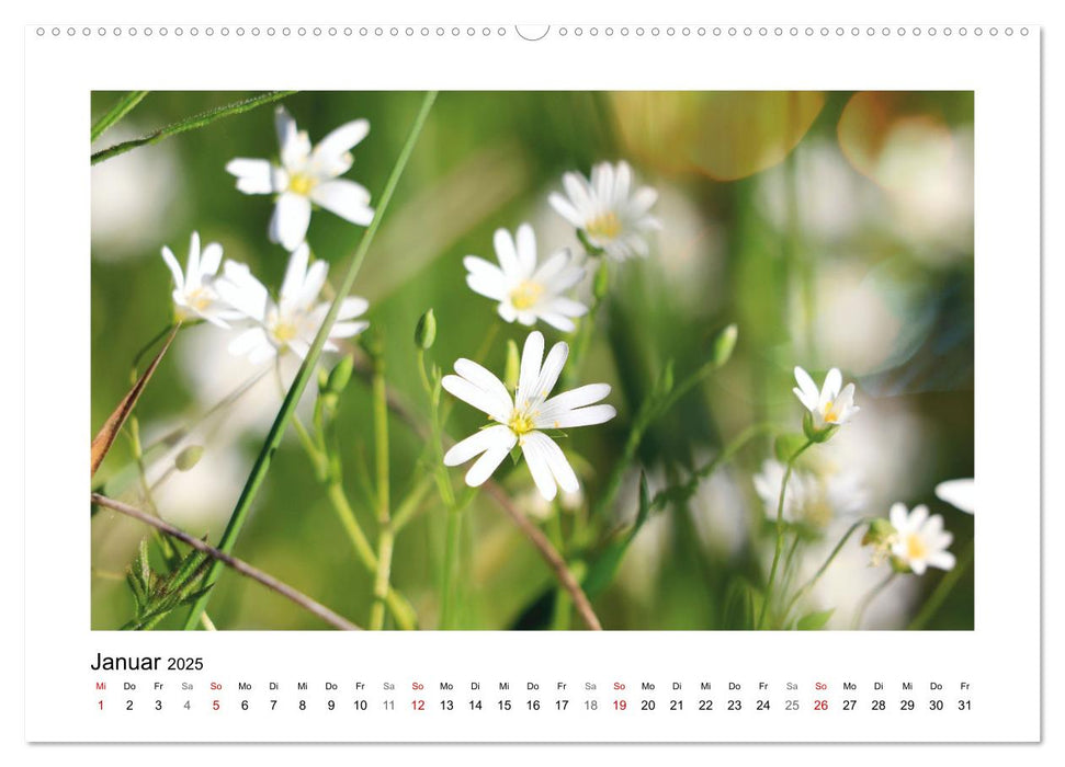 Mein Sehnsuchtsort, die Blumenwiese (CALVENDO Premium Wandkalender 2025)