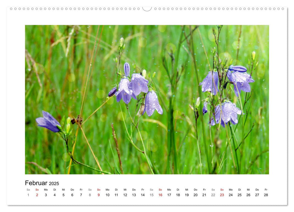 Mein Sehnsuchtsort, die Blumenwiese (CALVENDO Premium Wandkalender 2025)