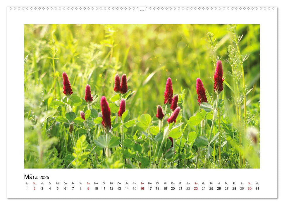 Mein Sehnsuchtsort, die Blumenwiese (CALVENDO Premium Wandkalender 2025)