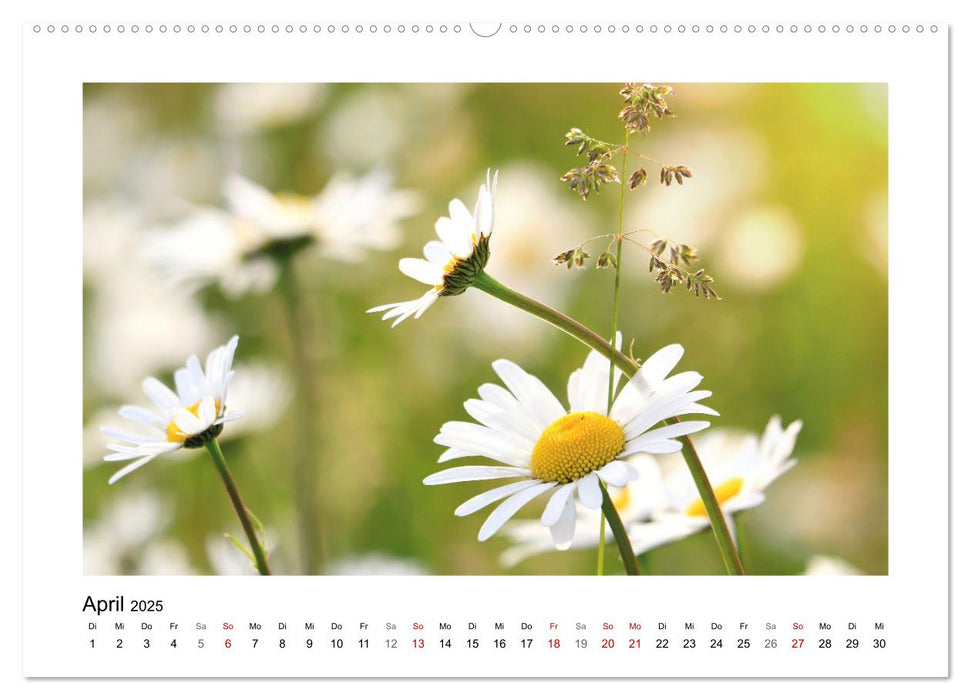 Mein Sehnsuchtsort, die Blumenwiese (CALVENDO Premium Wandkalender 2025)