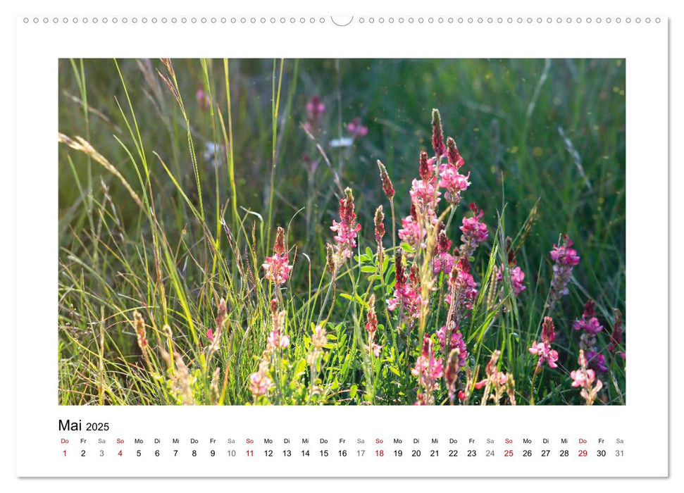 Mein Sehnsuchtsort, die Blumenwiese (CALVENDO Premium Wandkalender 2025)