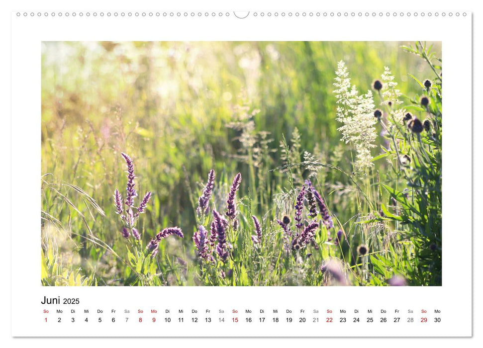 Mein Sehnsuchtsort, die Blumenwiese (CALVENDO Premium Wandkalender 2025)