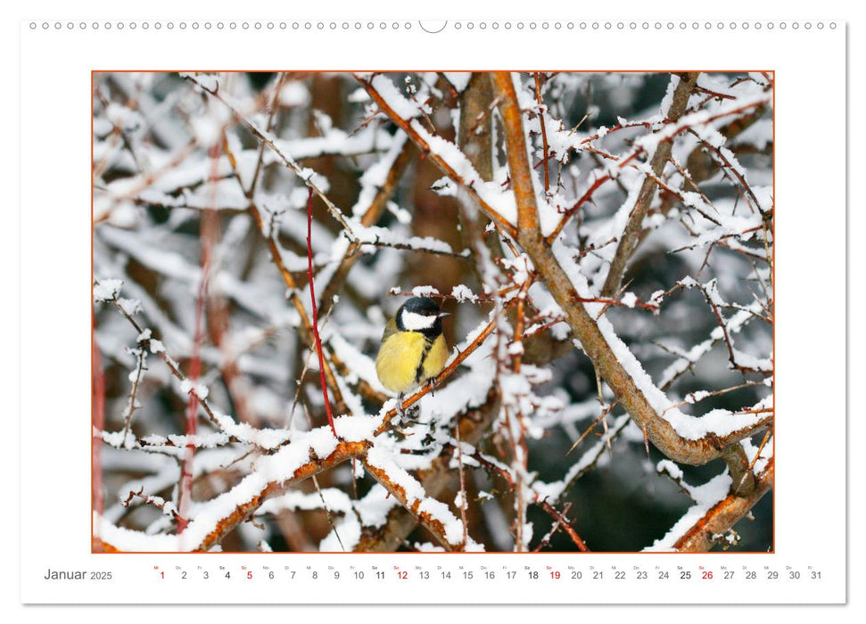 Sanfte Natur (CALVENDO Premium Wandkalender 2025)