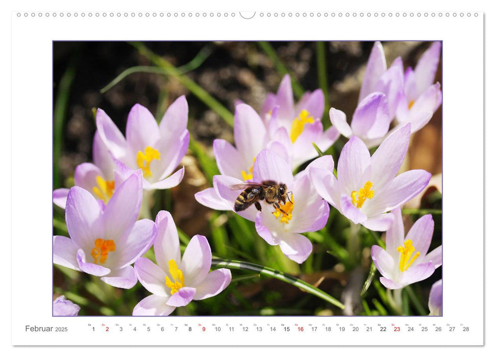 Sanfte Natur (CALVENDO Premium Wandkalender 2025)