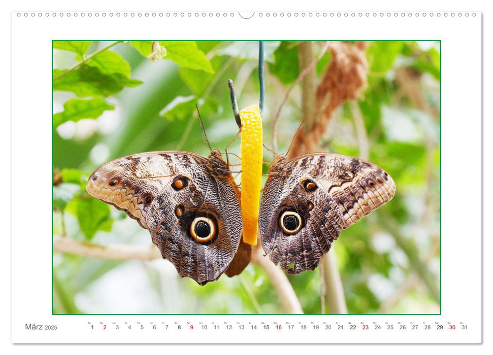 Sanfte Natur (CALVENDO Premium Wandkalender 2025)