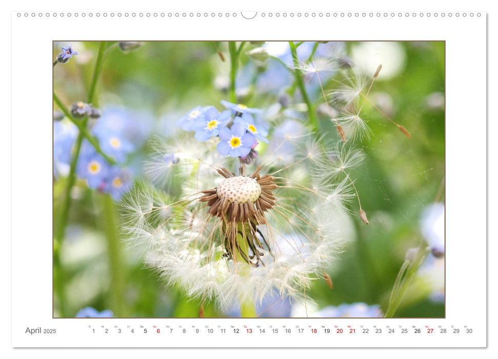 Sanfte Natur (CALVENDO Premium Wandkalender 2025)