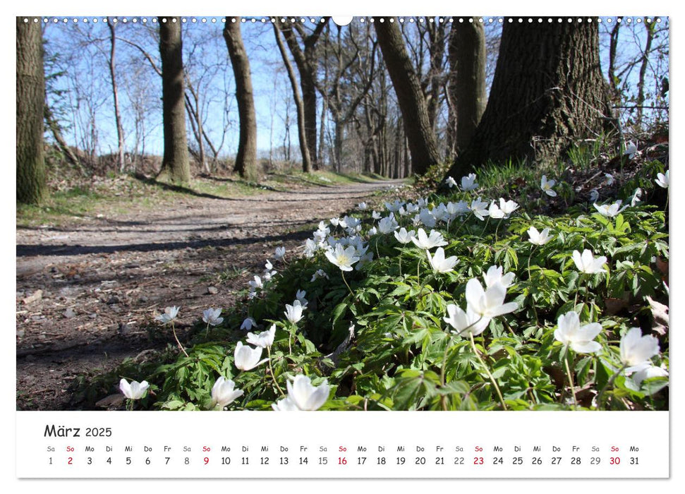 Zauberhaftes Ammerland (CALVENDO Premium Wandkalender 2025)