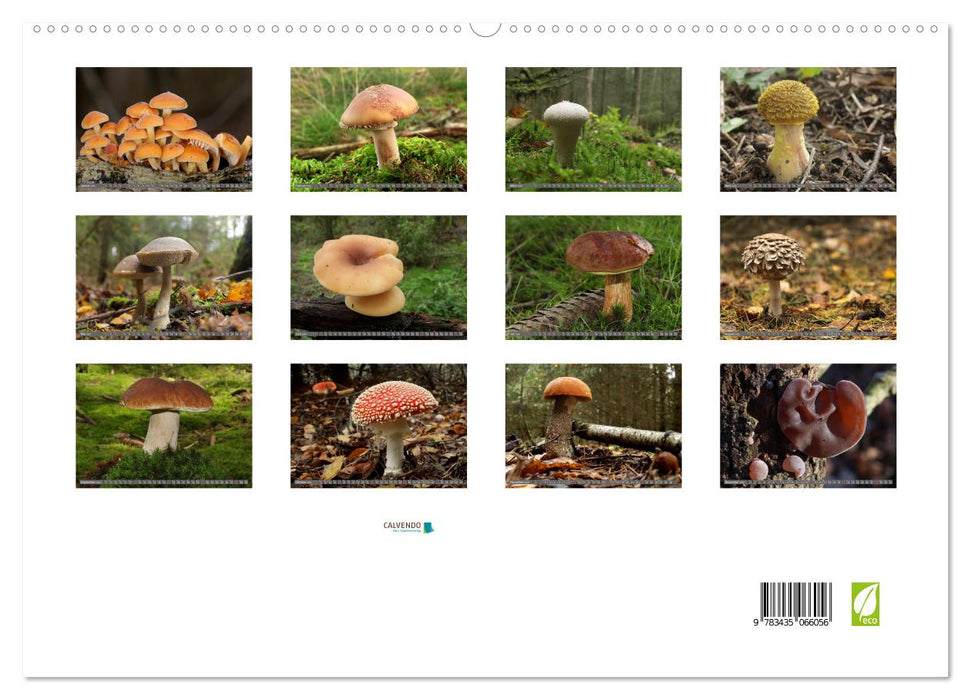 PILZE IM WALD (CALVENDO Premium Wandkalender 2025)