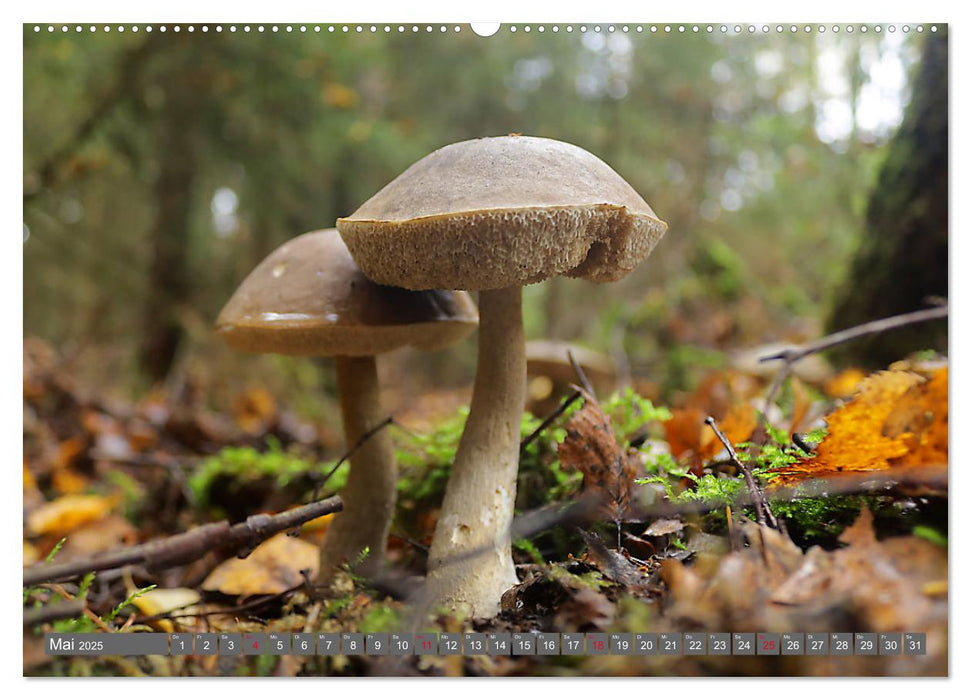 PILZE IM WALD (CALVENDO Premium Wandkalender 2025)