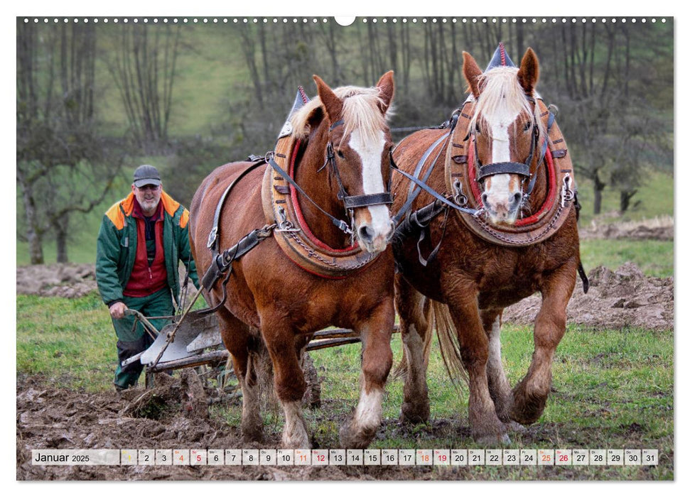 Kartoffelanbau ohne Traktor (CALVENDO Premium Wandkalender 2025)