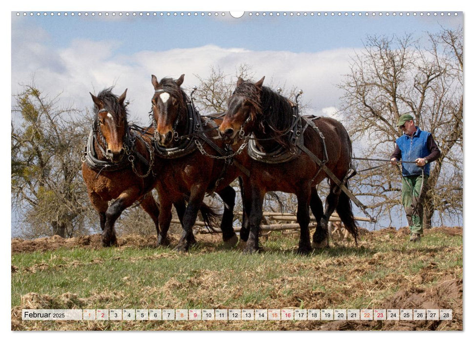 Kartoffelanbau ohne Traktor (CALVENDO Premium Wandkalender 2025)