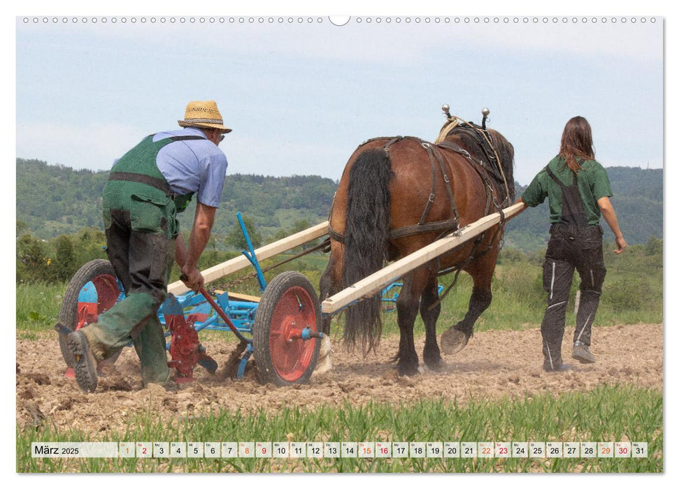 Kartoffelanbau ohne Traktor (CALVENDO Premium Wandkalender 2025)