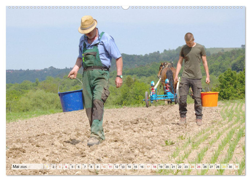 Kartoffelanbau ohne Traktor (CALVENDO Premium Wandkalender 2025)